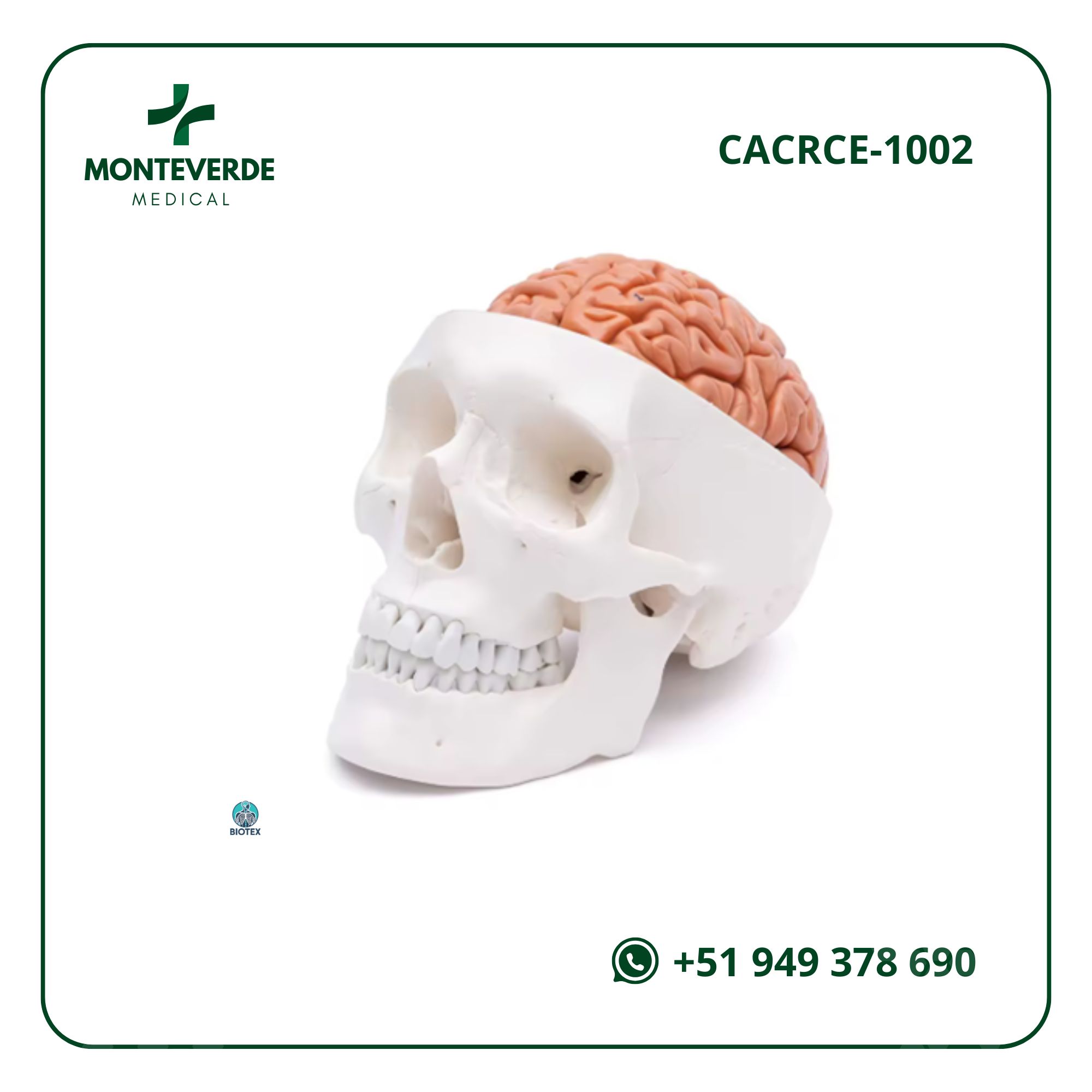 CRÁNEO HUMANO CON CEREBRO DESMONTABLE EN 8 PARTES