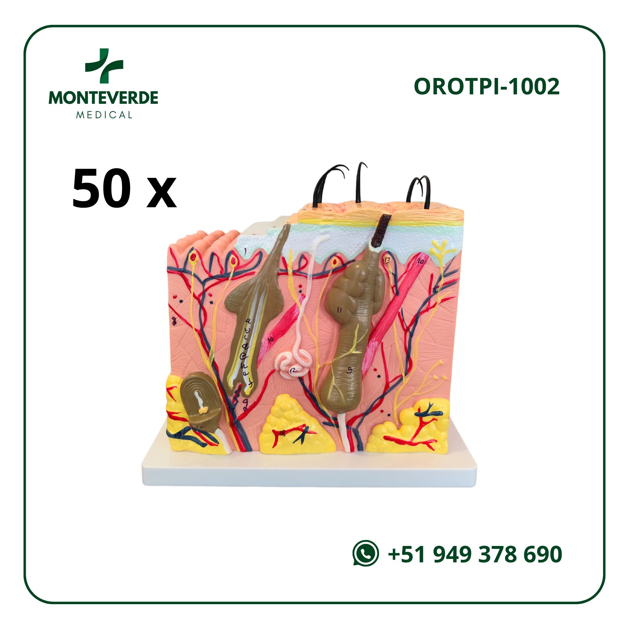 MAQUETA ANATÓMICA DE PIEL HUMANA MAGNIFICADO EN 50 VECES - MODELO DE 4 NIVELES