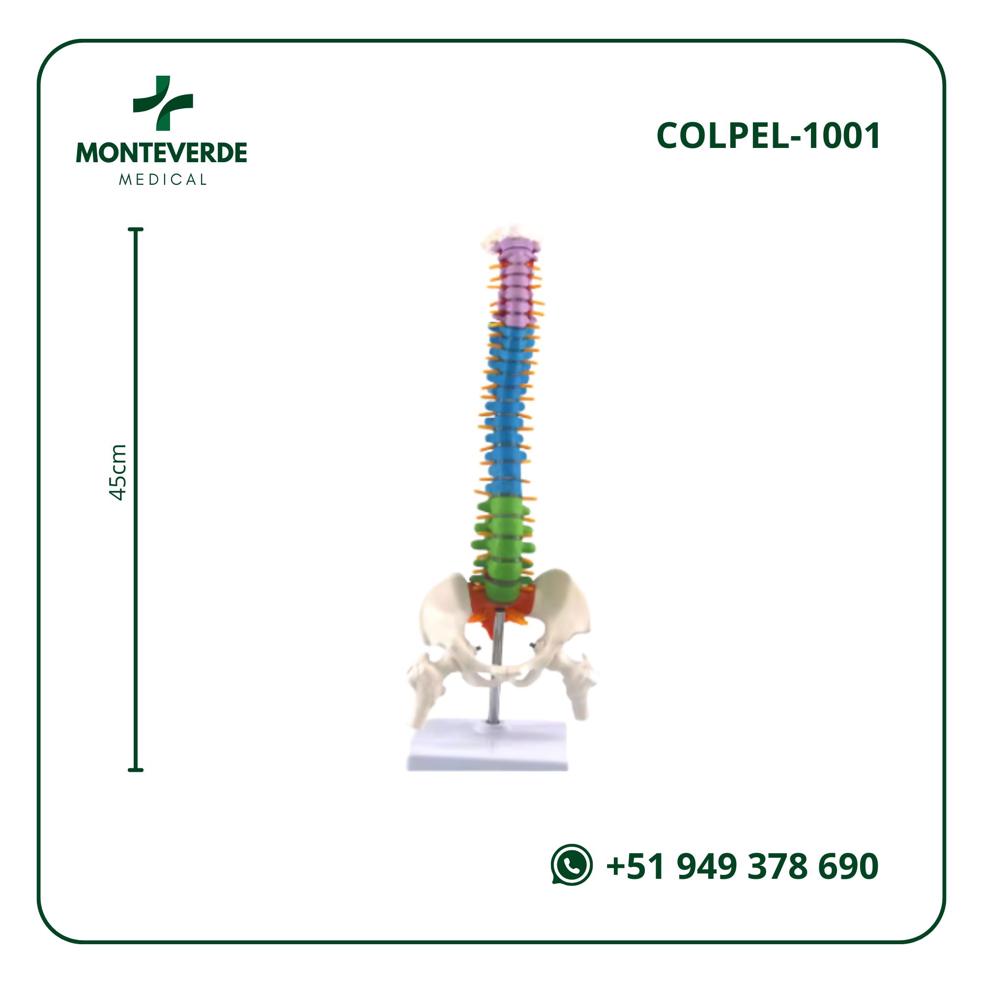 MAQUETA DE COLUMNA VERTEBRAL HUMANA CON PELVIS A ESCALA DE 45 CM