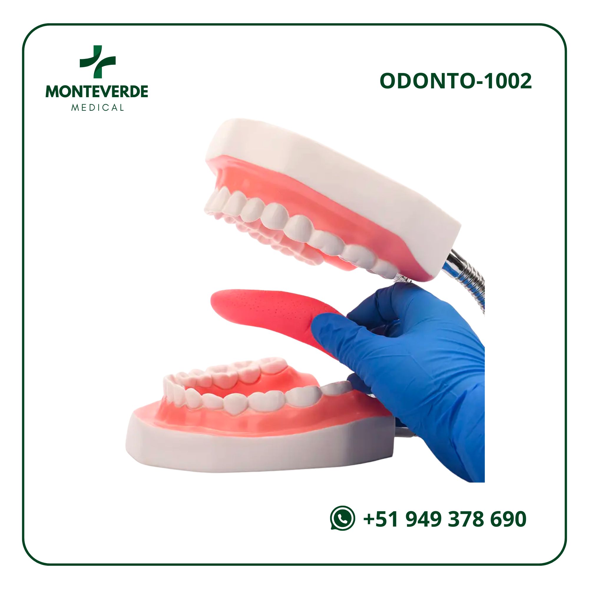 Modelo Anatómico Dental Ampliado – 6x Tamaño Real con Lengua Desmontable