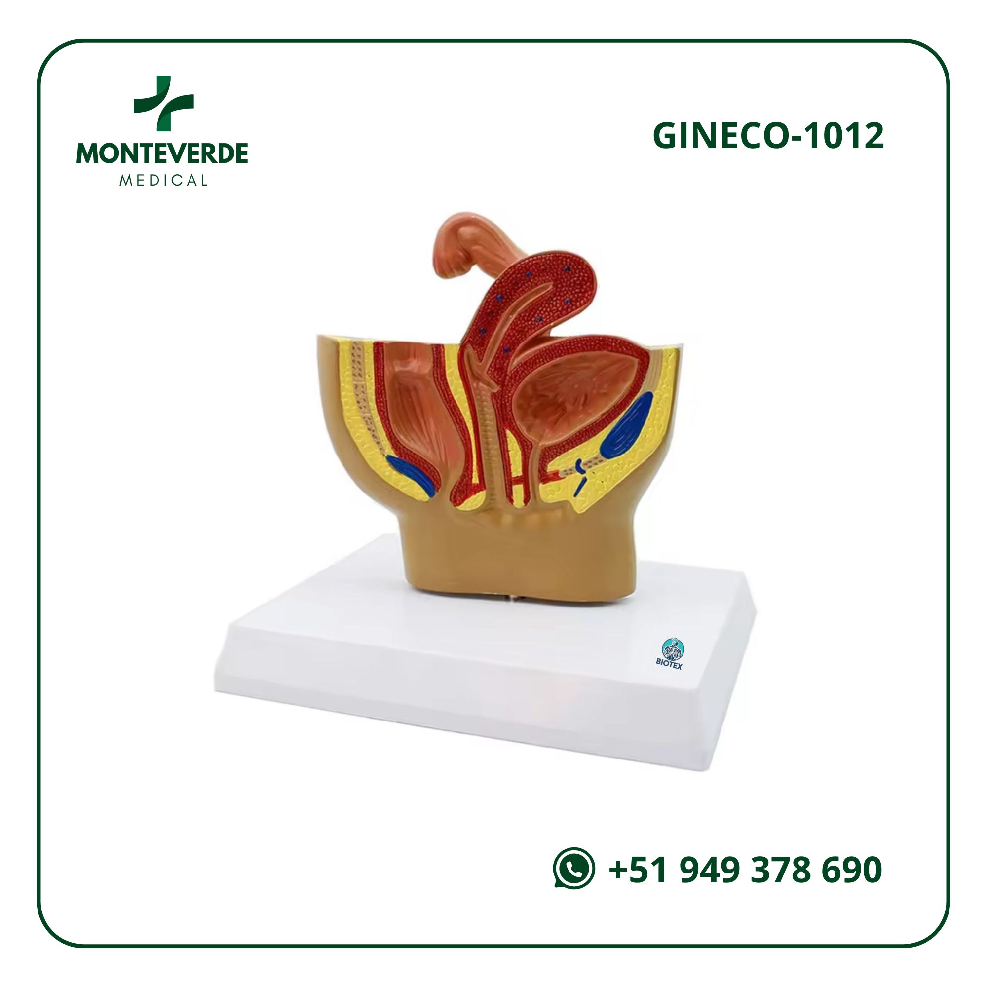 MAQUETA ANATÓMICA DE PELVIS FEMENINA CON GENITAL INTERNO EN RELIEVE