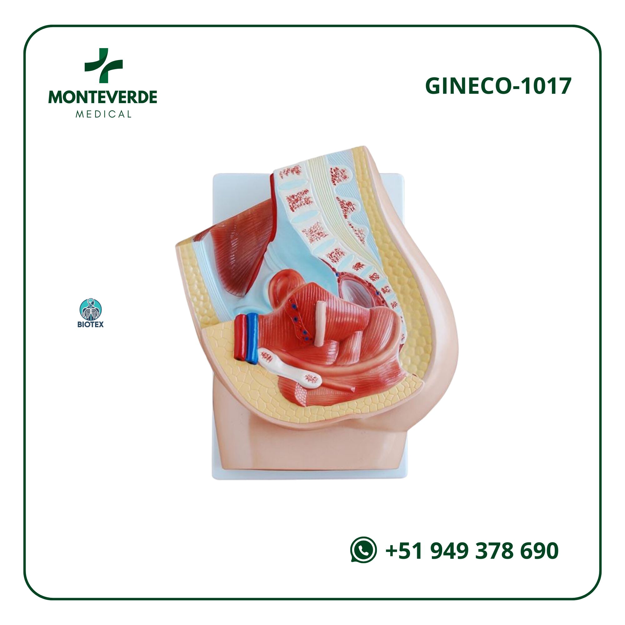 Maqueta anatómica de placenta