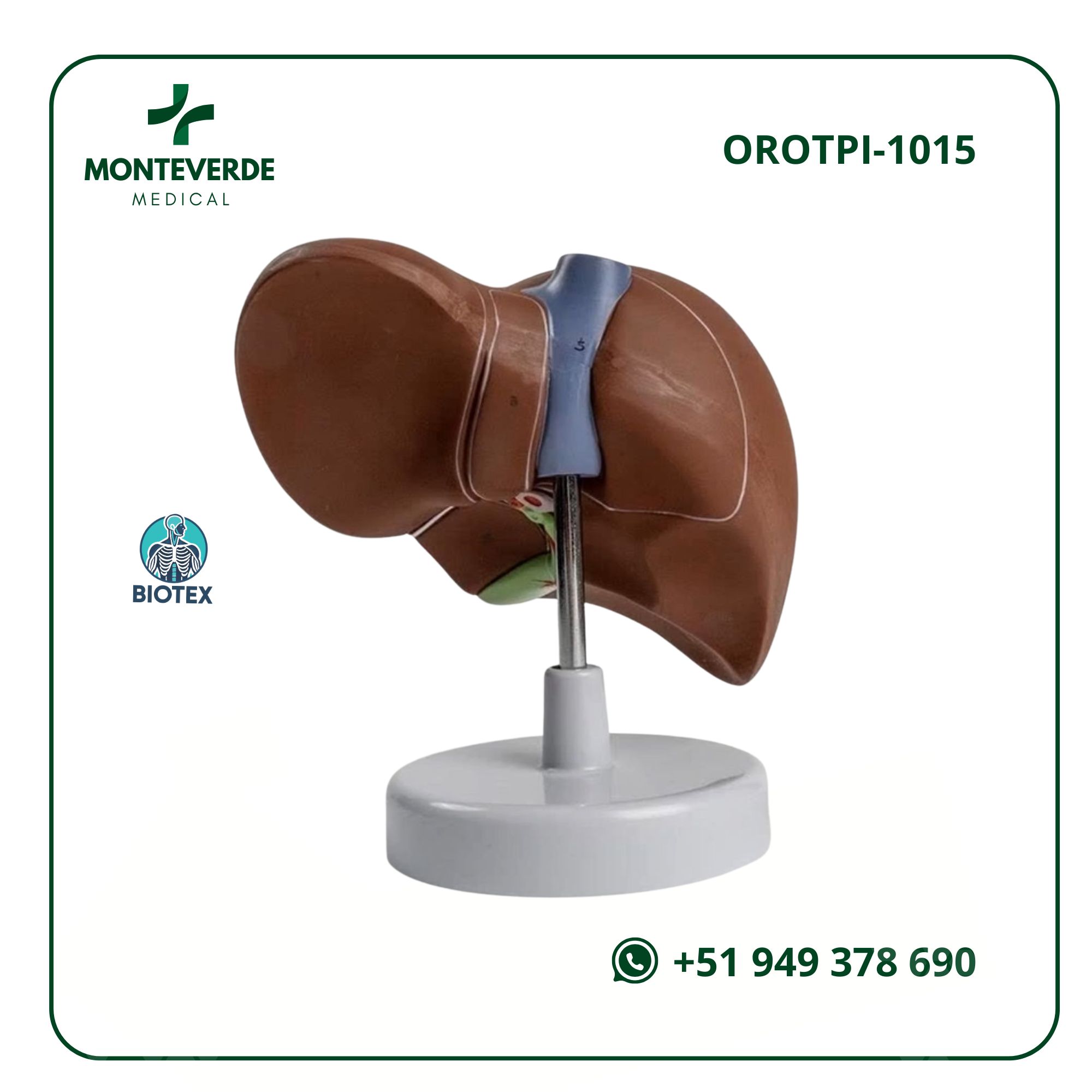 Maqueta de Hígado Humano TAMAÑO NATURAL