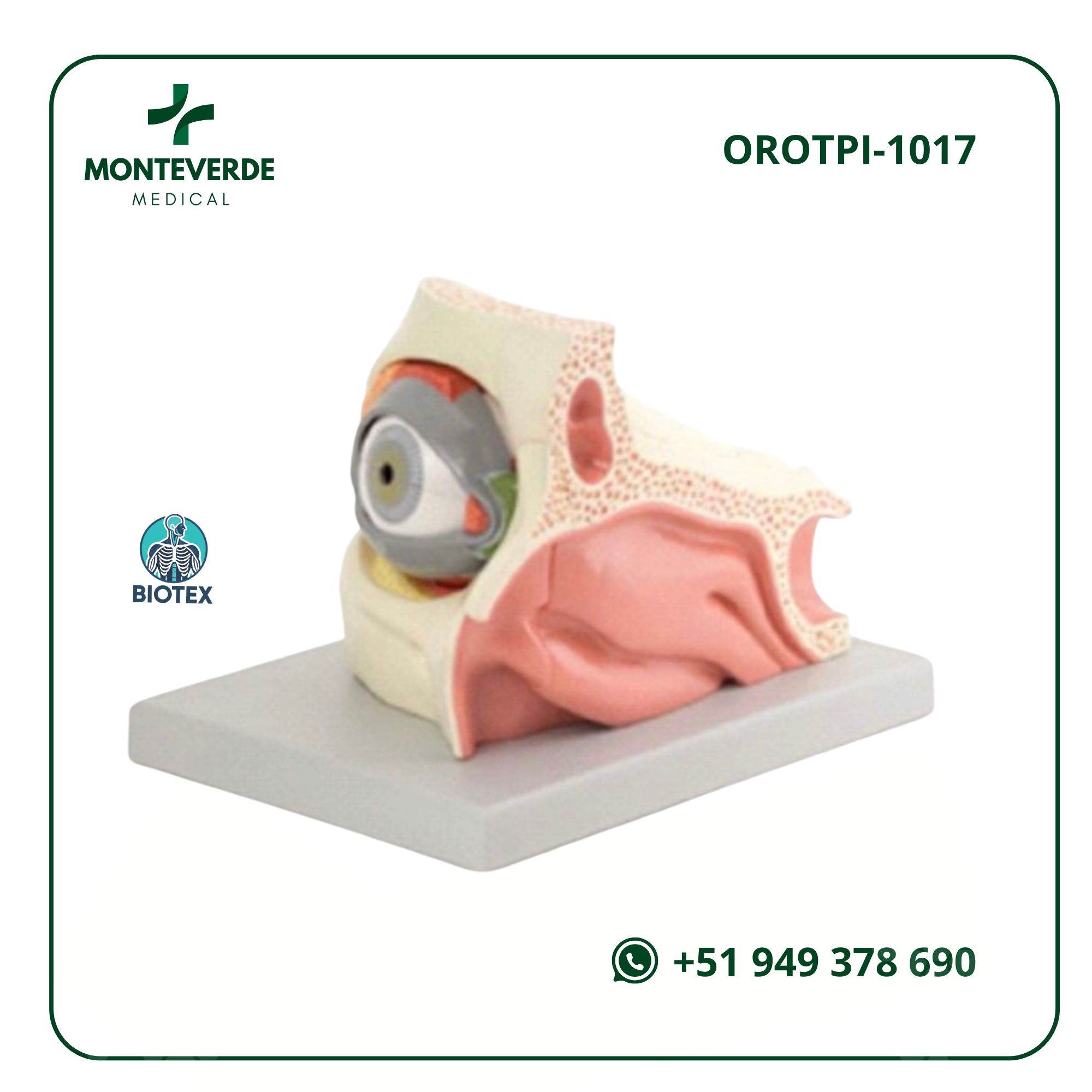 Maqueta de Oído 5x desmontable en 3 piezas (2)