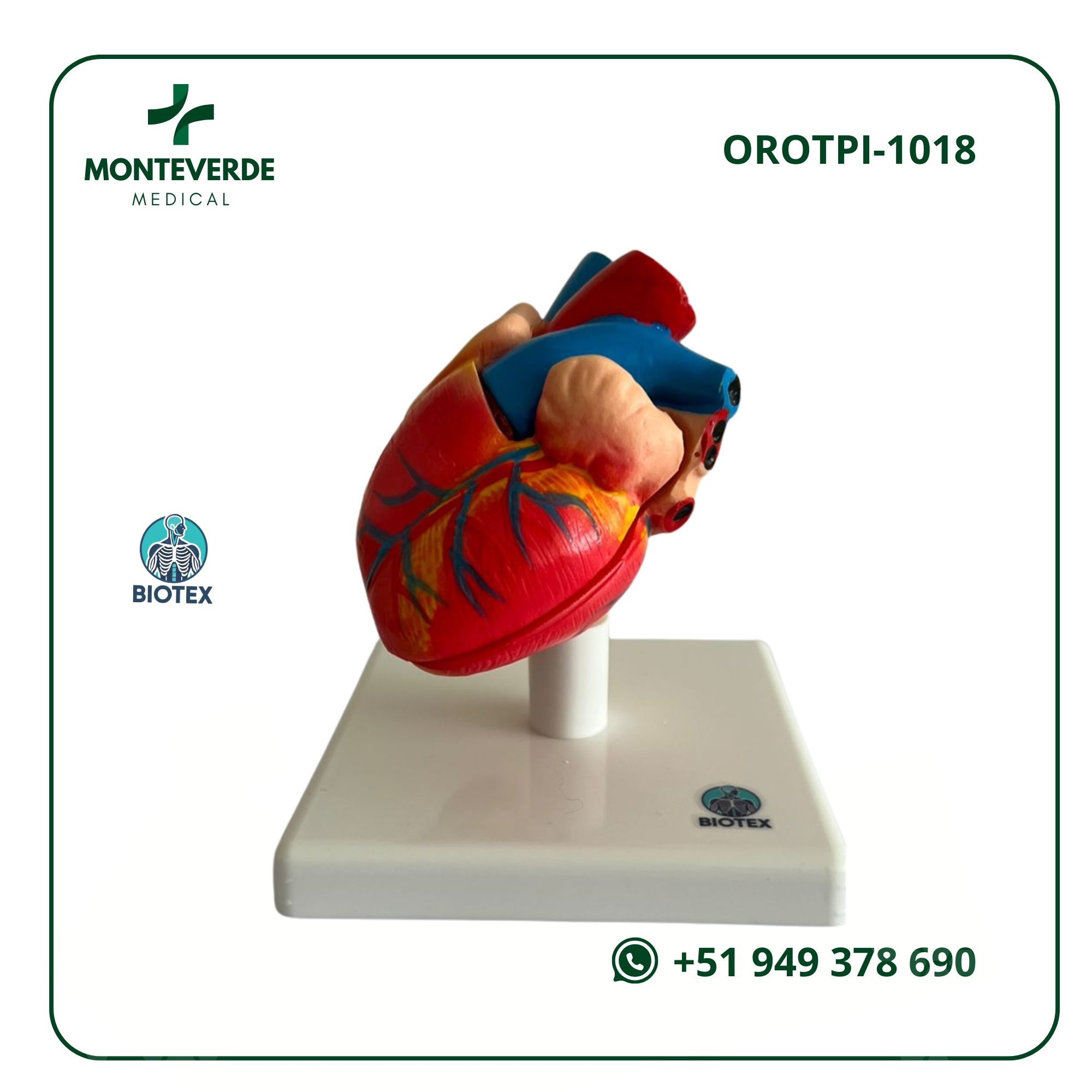 Maqueta del Corazón Humano en 02 partes