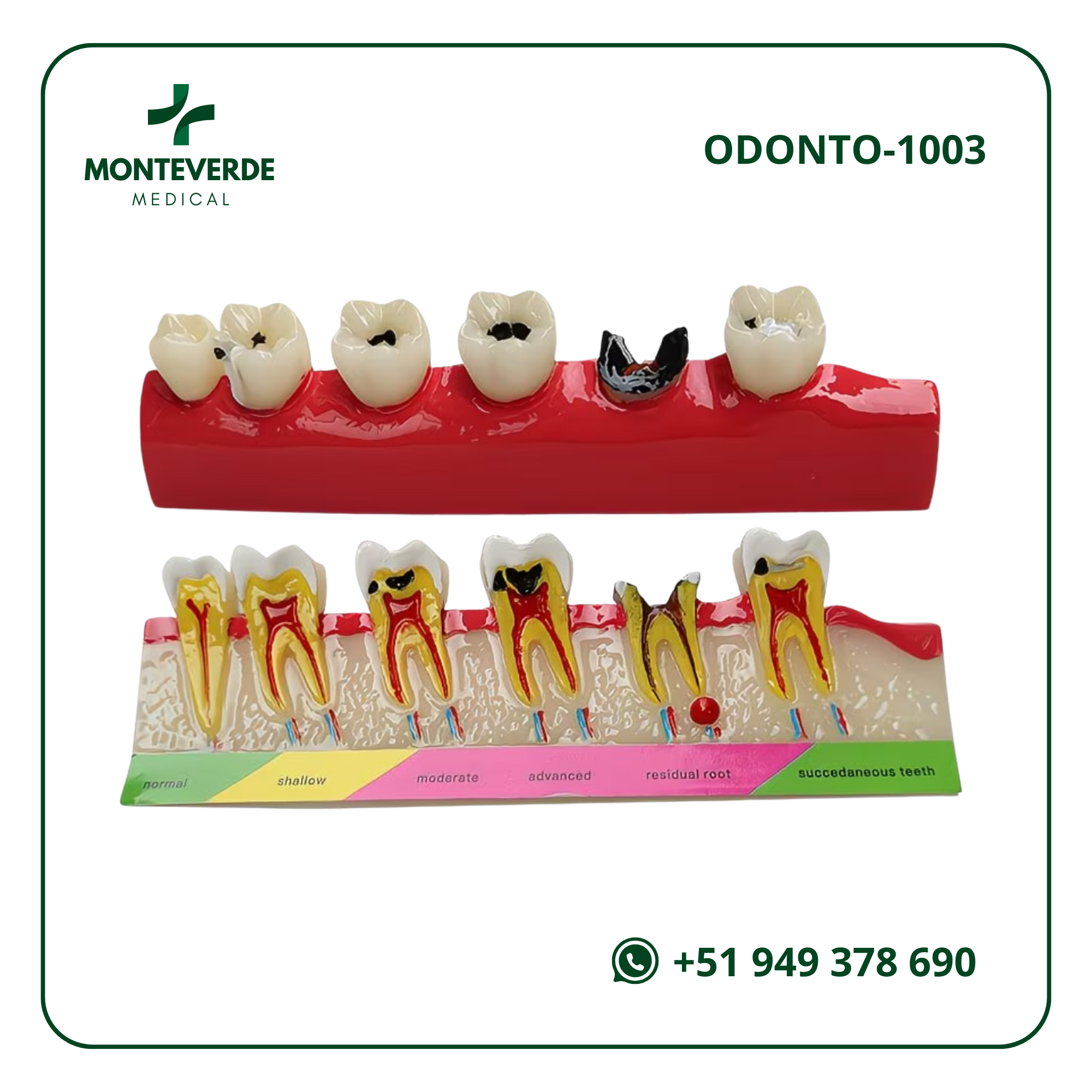 MAQUETA DE BOCA CON 28 DIENTES Y CEPILLO (4)