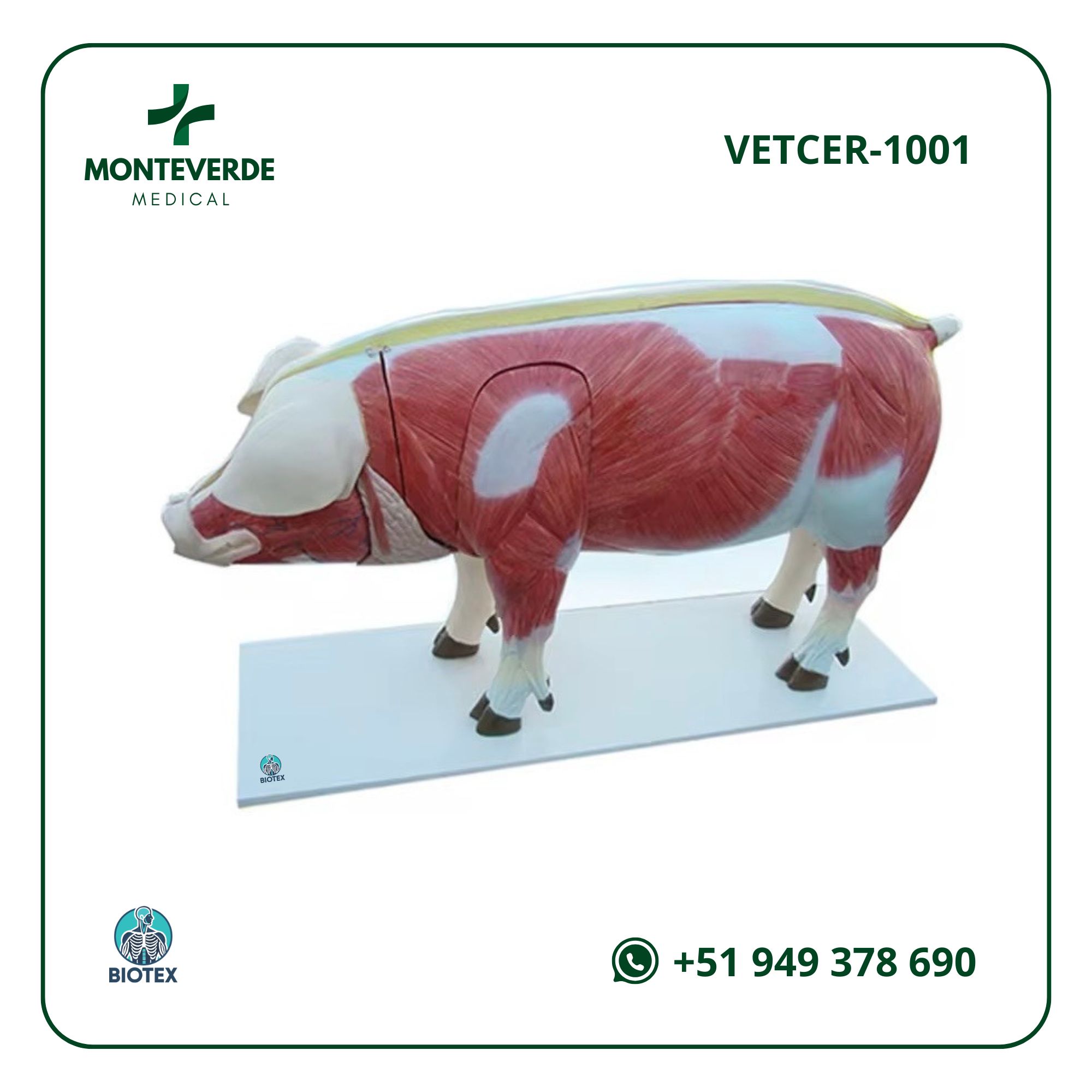 maqueta de cerdo desmontable en 18 piezas