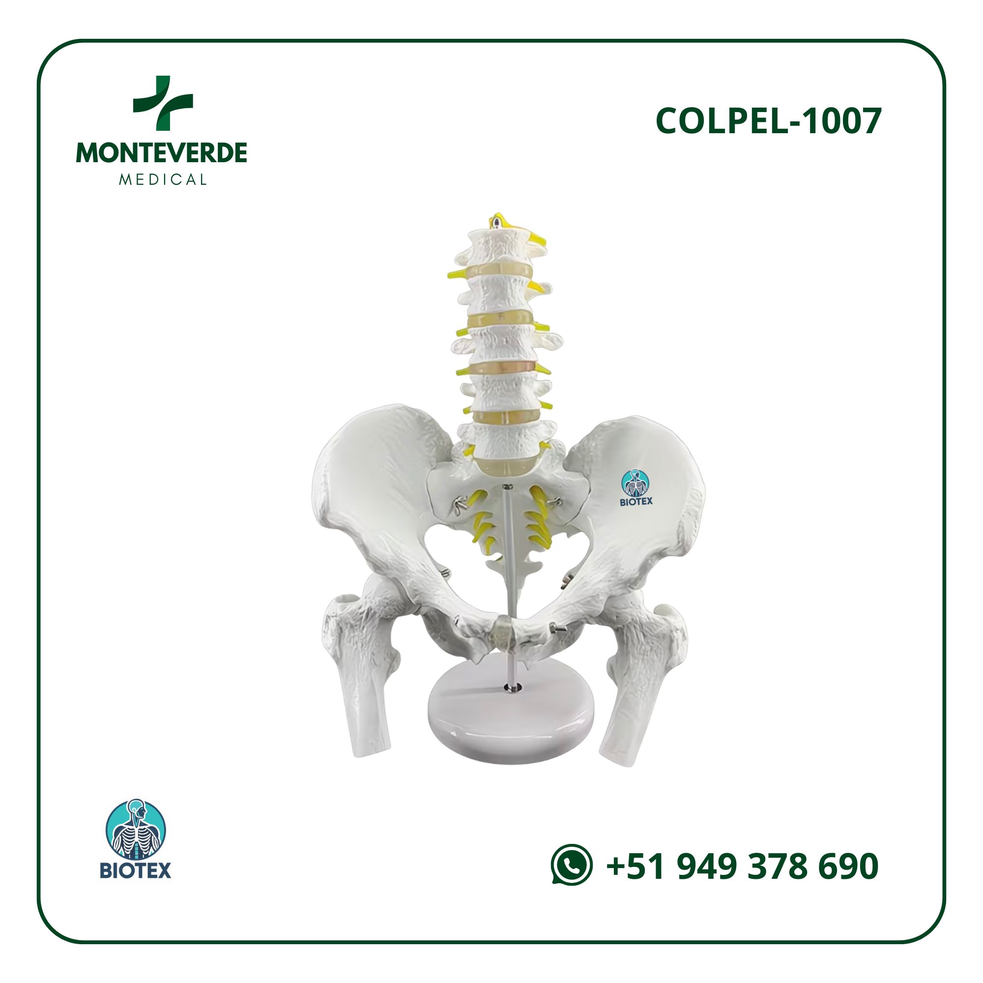 Maqueta anatómica de pelvis con 5 vértebras lumbares