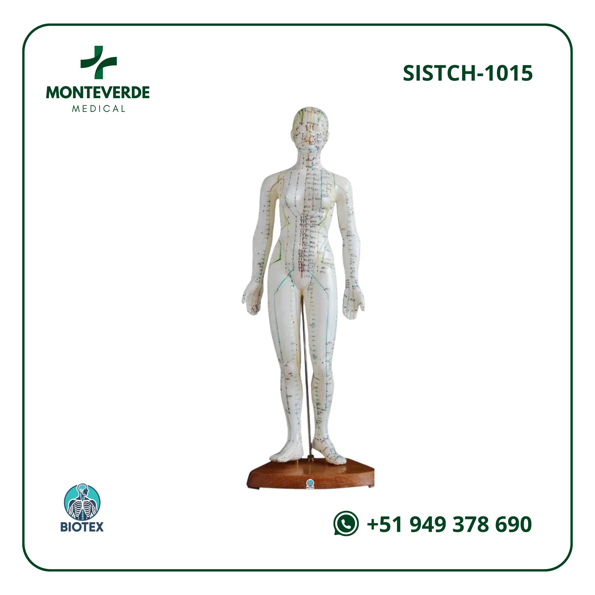 maqueta anatómica femenino de acupuntura de 48 cm