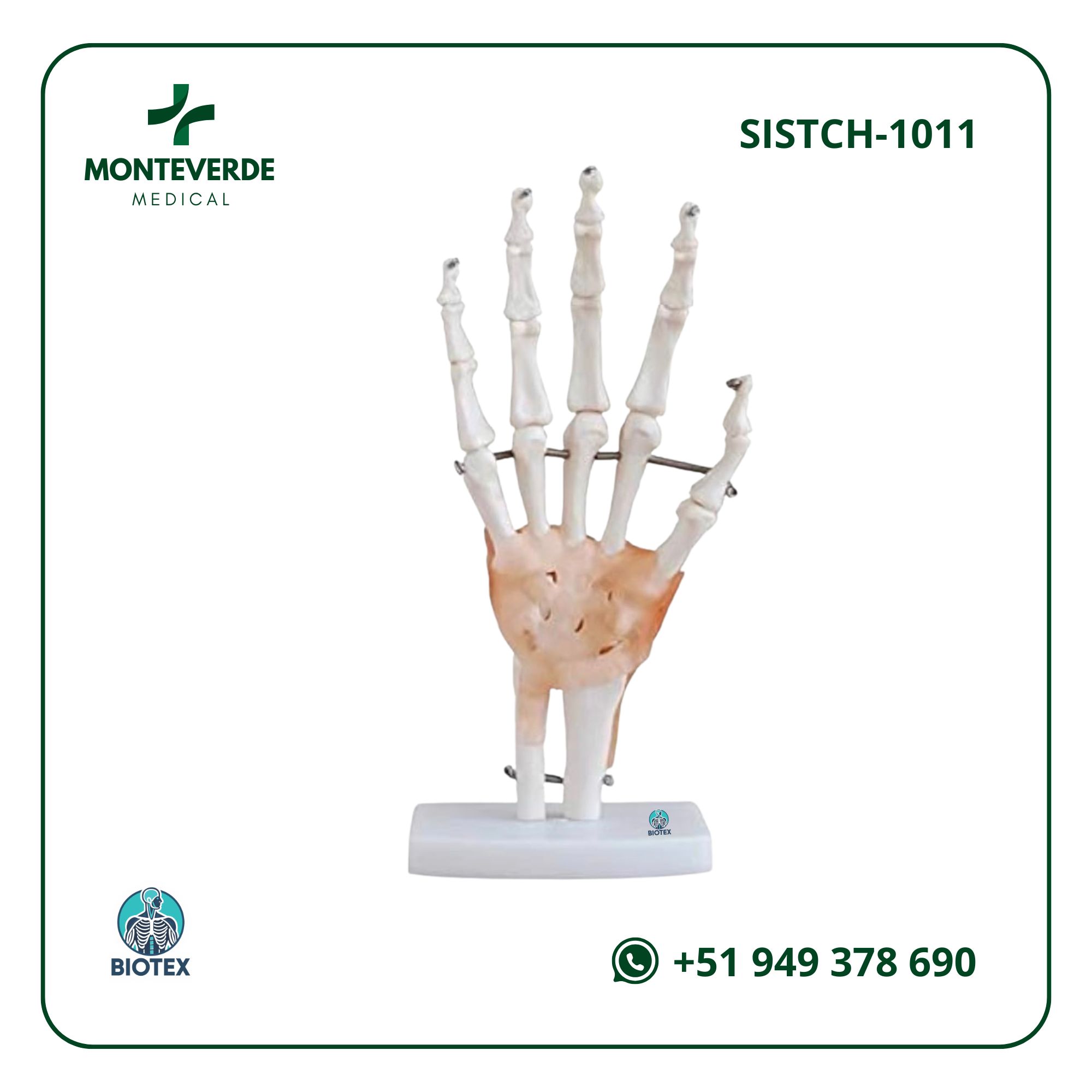 maqueta de articulaciones de la mano con ligamentos tamaño natural