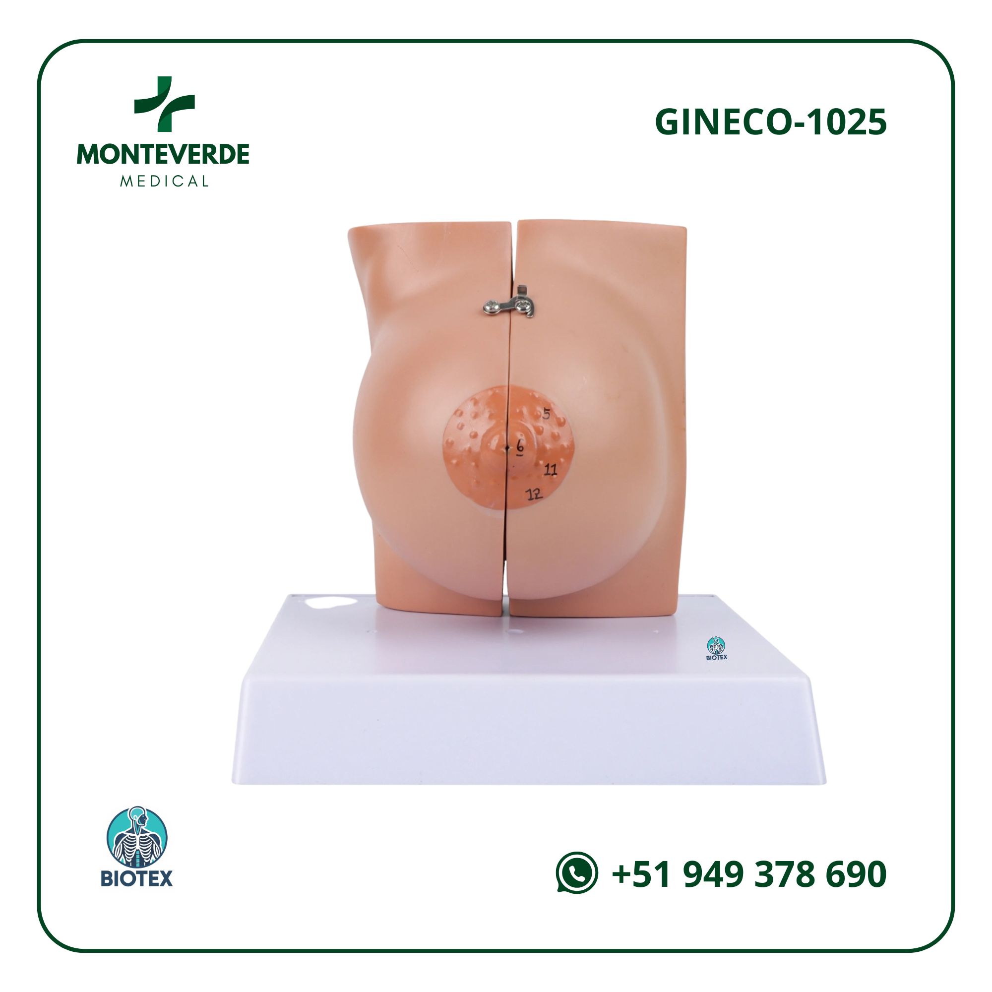 maqueta de glándulas mamarias con bisagra en periodo de descanso
