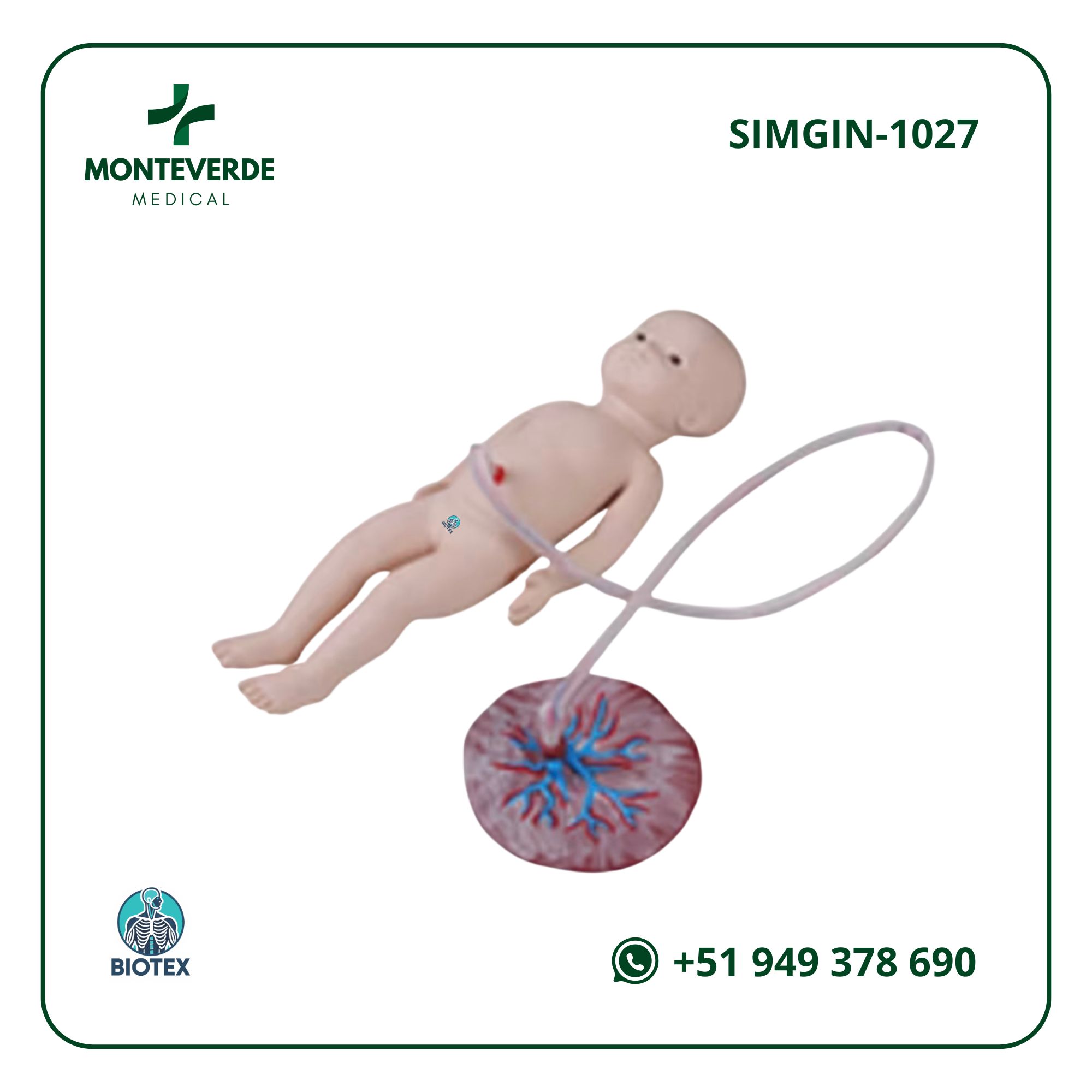 maqueta del recién nacido con cordón umbilical y placenta